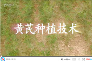 SηNֲgҕl